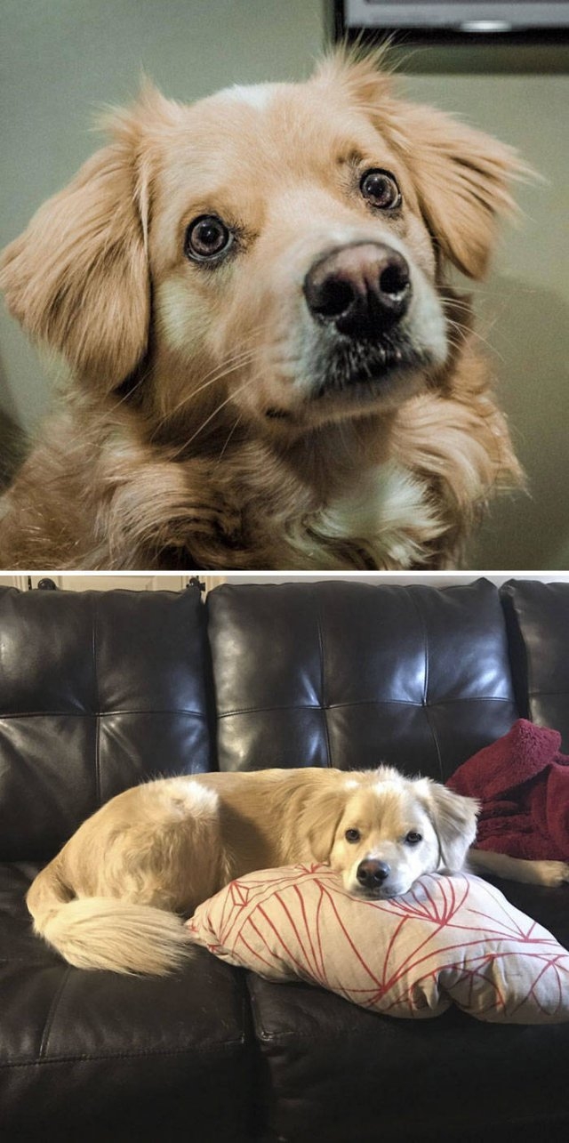dogs36_005