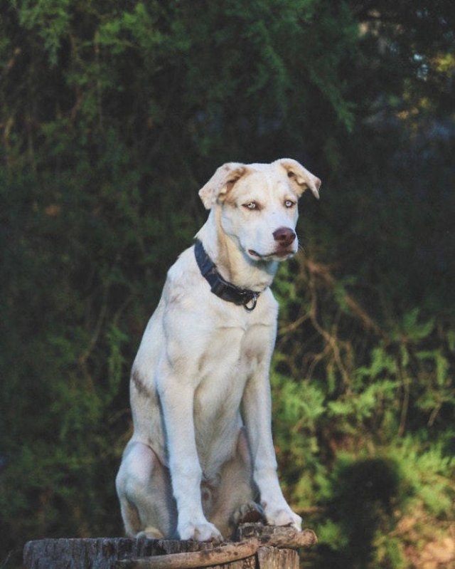dogs36_007