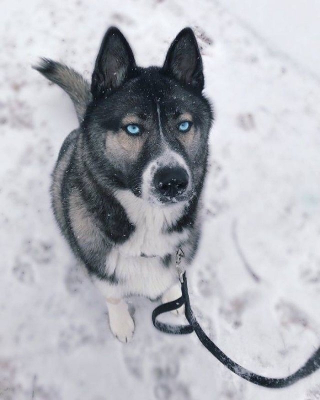 dogs36_008