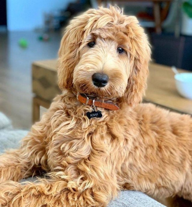 dogs36_011