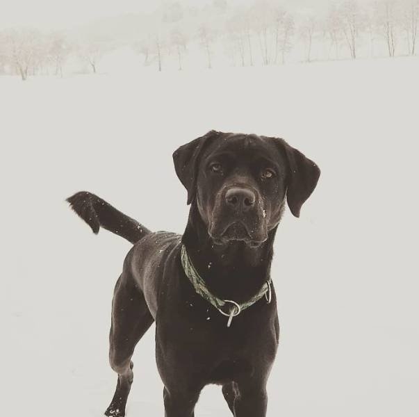 dogs36_012