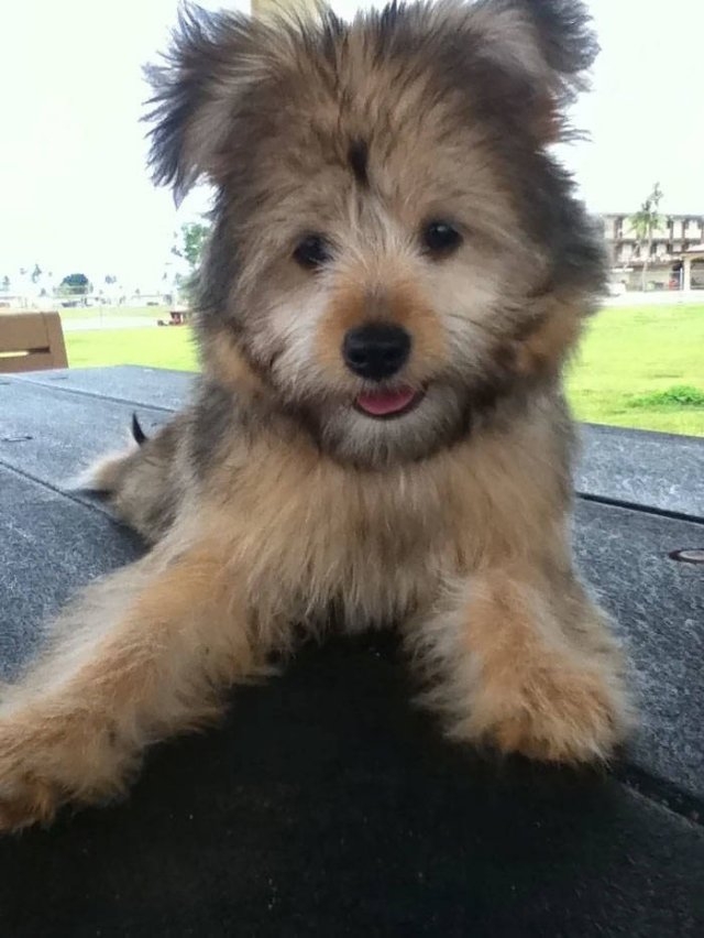 dogs36_014