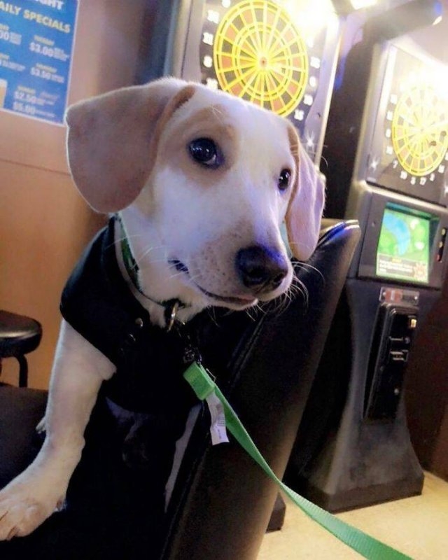 dogs36_015