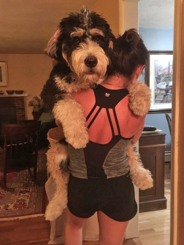dogs36_016