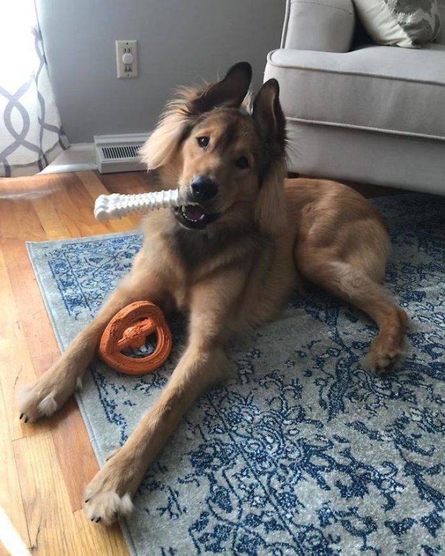 dogs36_017