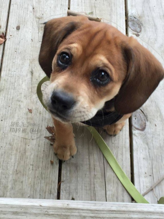dogs36_018