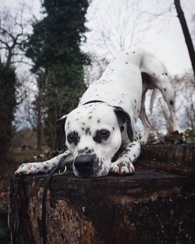 dogs36_019