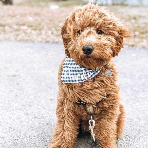 dogs36_020
