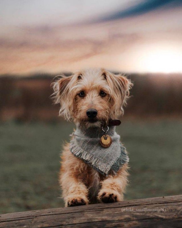 dogs36_021
