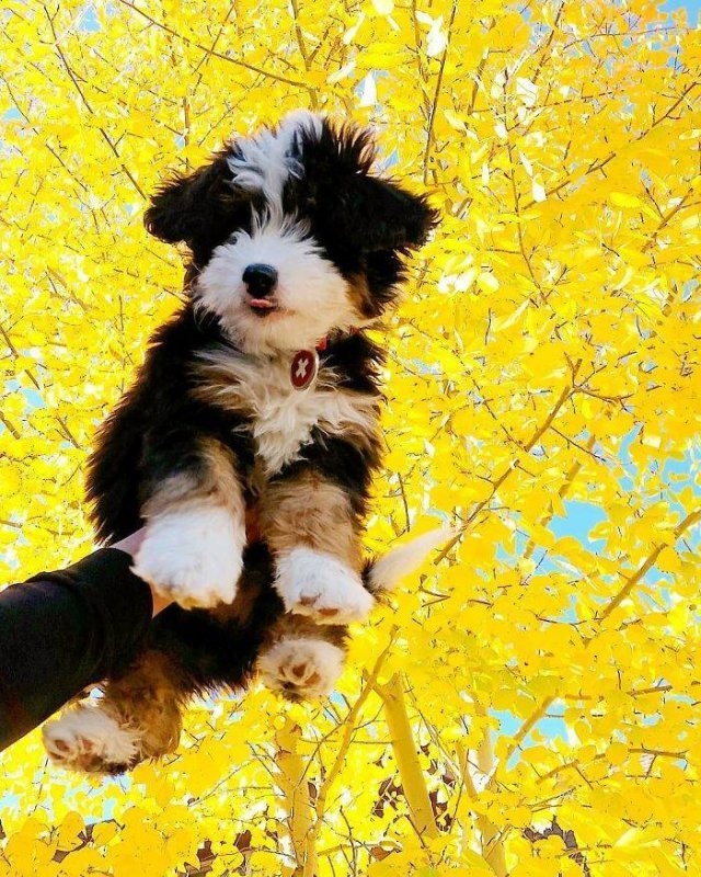 dogs36_022