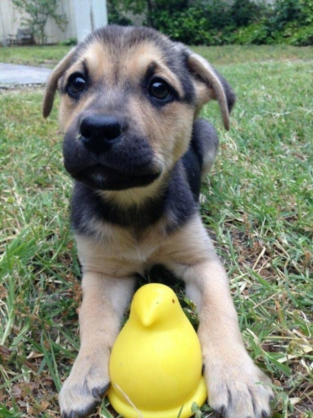dogs36_023