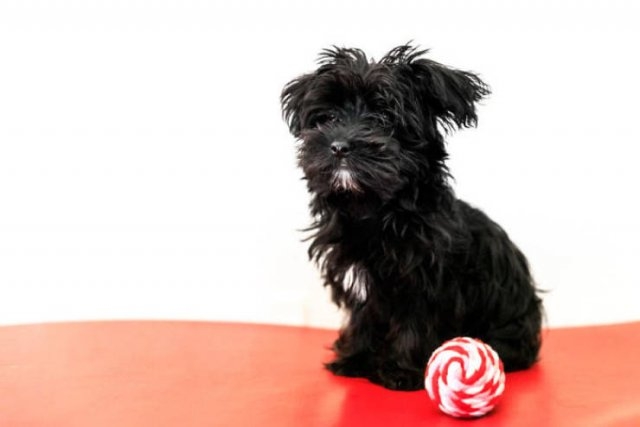 dogs36_024