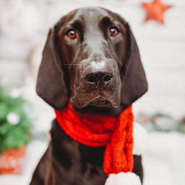 dogs36_025