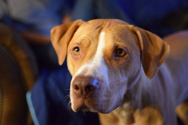 dogs36_026