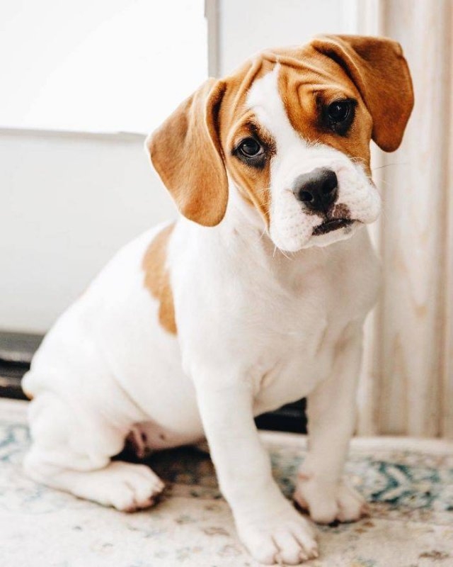 dogs36_028