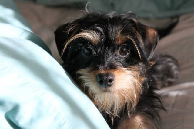 dogs36_029