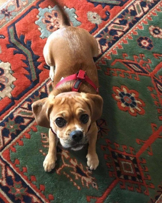 dogs36_032