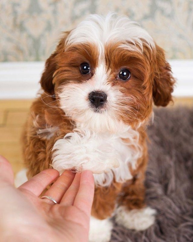 dogs36_033