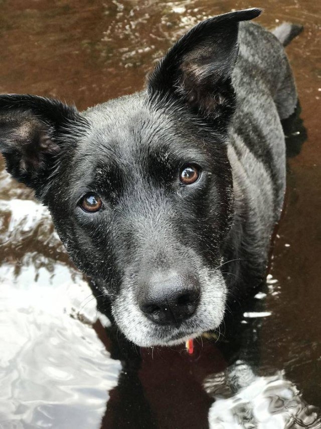 dogs36_034