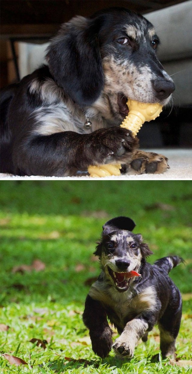 dogs36_035