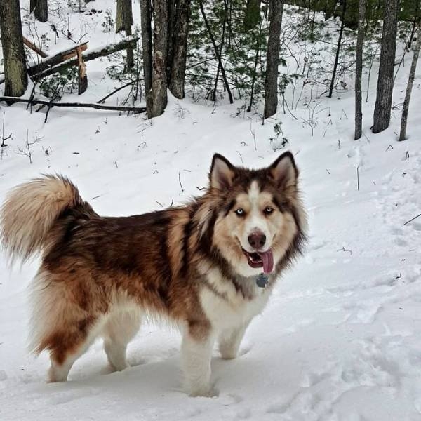 dogs36_036