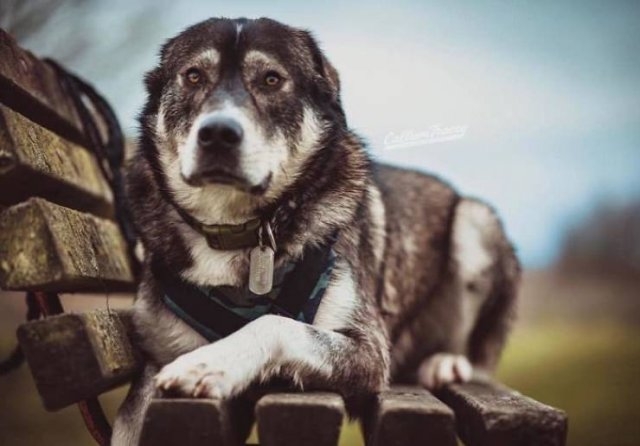 dogs36_038