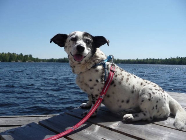 dogs36_039