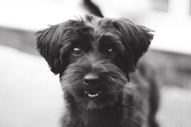 dogs36_040