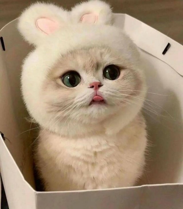 everythingchristmas3_013