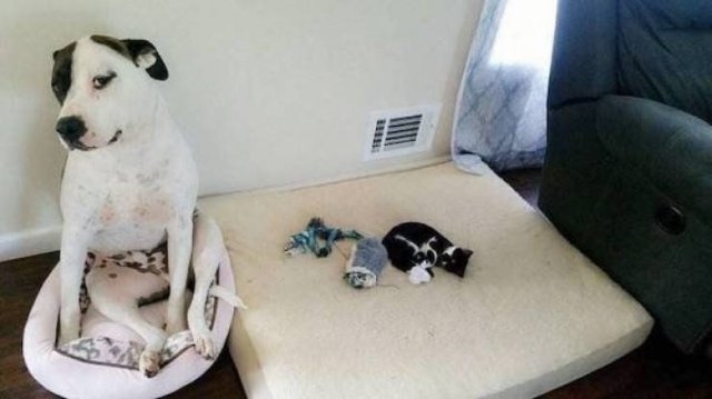 funnyanimals129_002