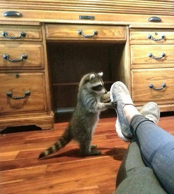 funnyanimals129_003