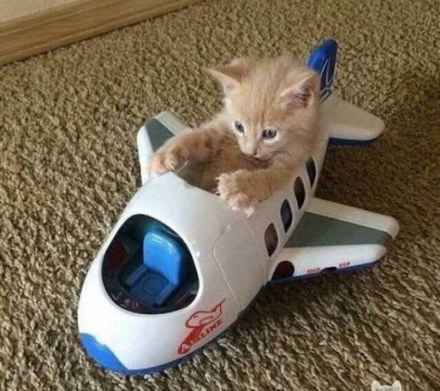 funnyanimals129_006