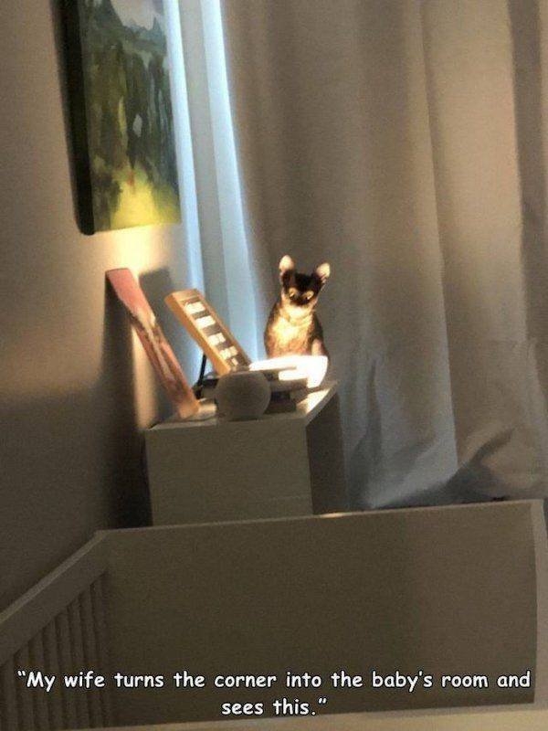 funnyanimals129_007