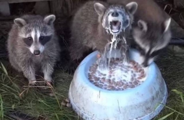 funnyanimals129_008