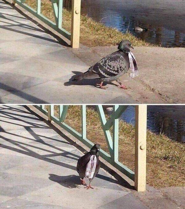 funnyanimals129_009