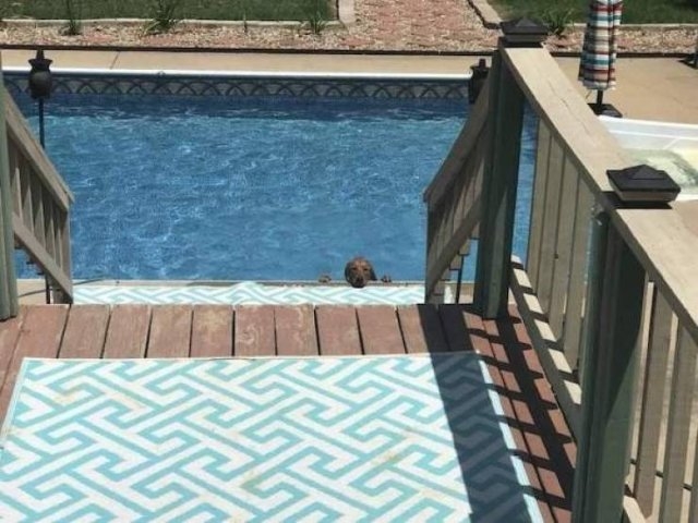 funnyanimals129_010