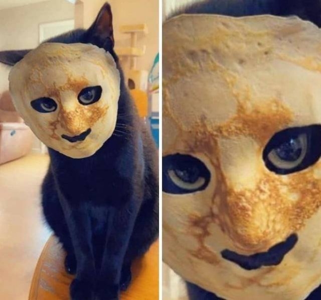 funnyanimals129_011