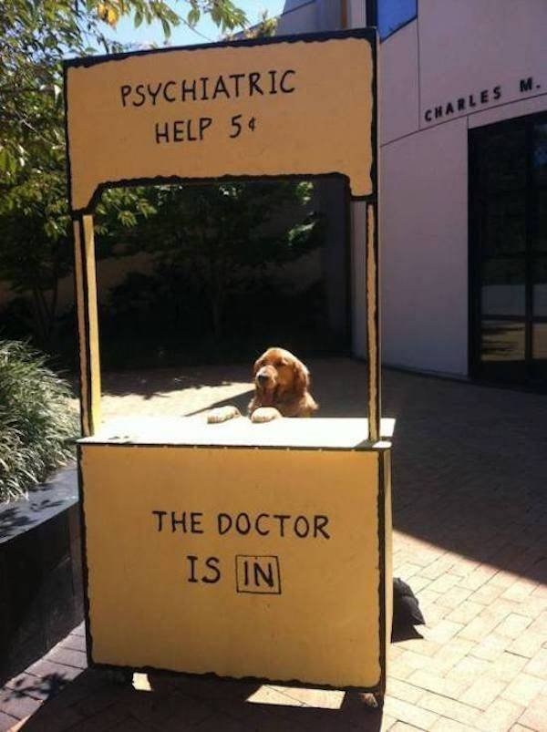 funnyanimals129_012