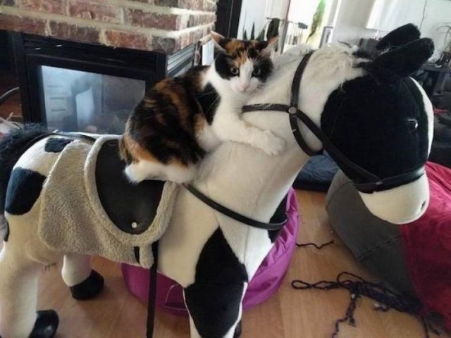 funnyanimals129_014