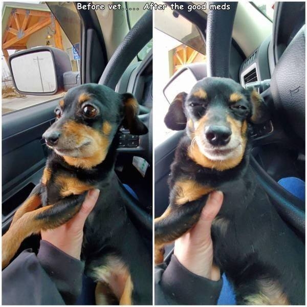 funnyanimals129_015