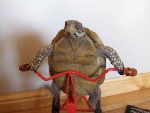 funnyanimals129_016