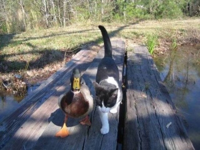 funnyanimals129_017