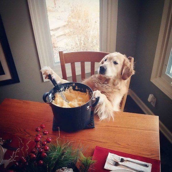 funnyanimals129_018
