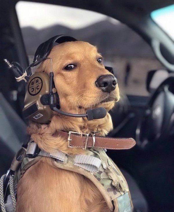 funnyanimals129_019