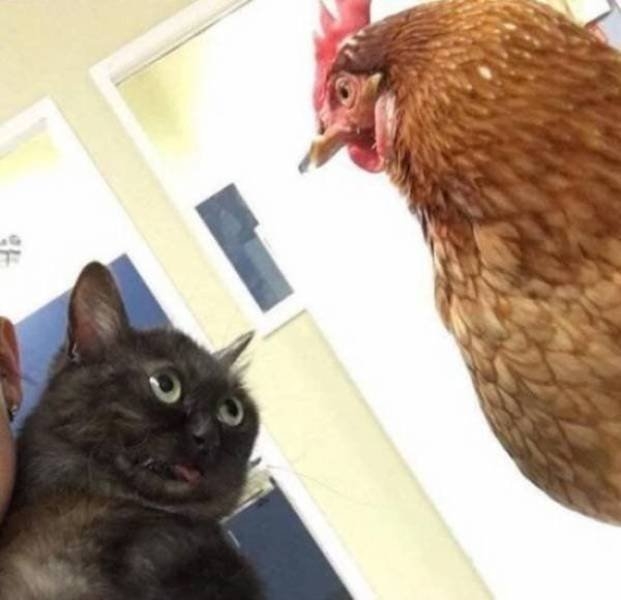 funnyanimals129_020