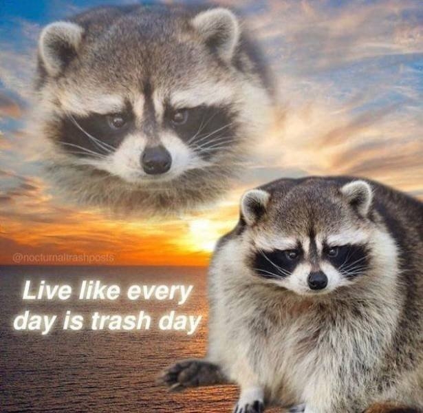 funnyanimals129_021