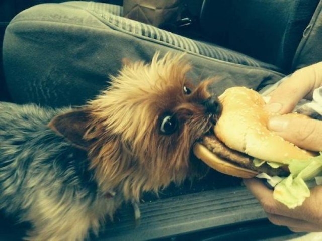 funnyanimals129_022