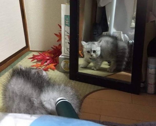 funnyanimals129_025