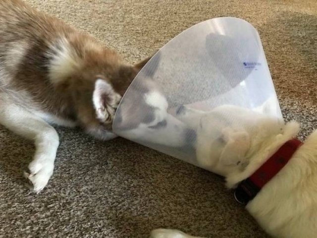 funnyanimals129_026