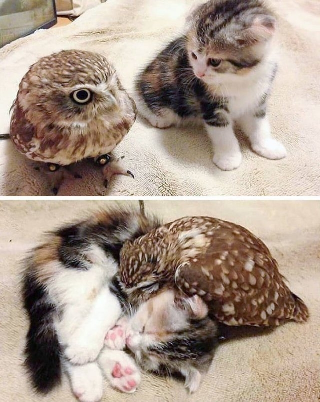 funnyanimals129_028